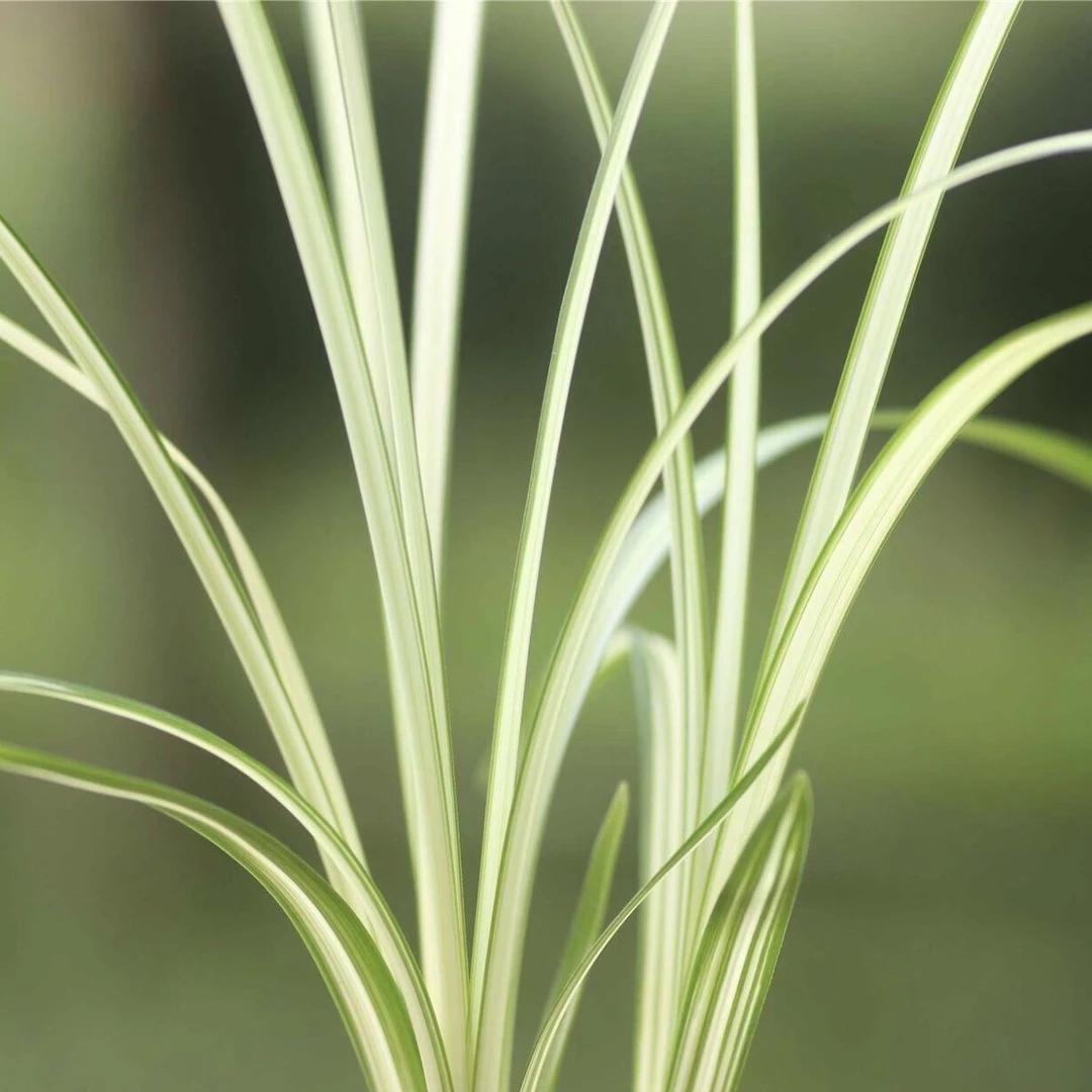 玉松 连瓣兰艺草 送春 秋芝 盆栽绿植花卉