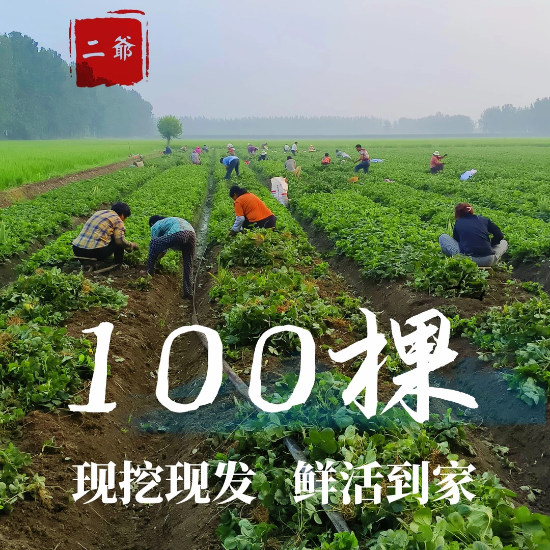 草莓苗起奶油红颜宁玉天仙醉草莓苗现挖现发盆栽地栽