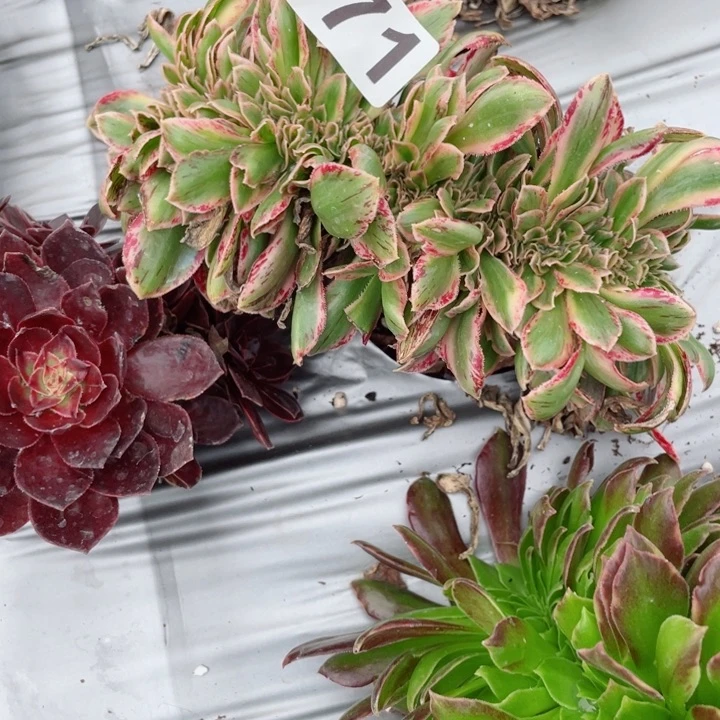 浅***ぴ多肉植物071v锦法师