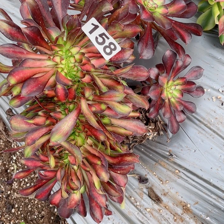 多肉植物158晚霞