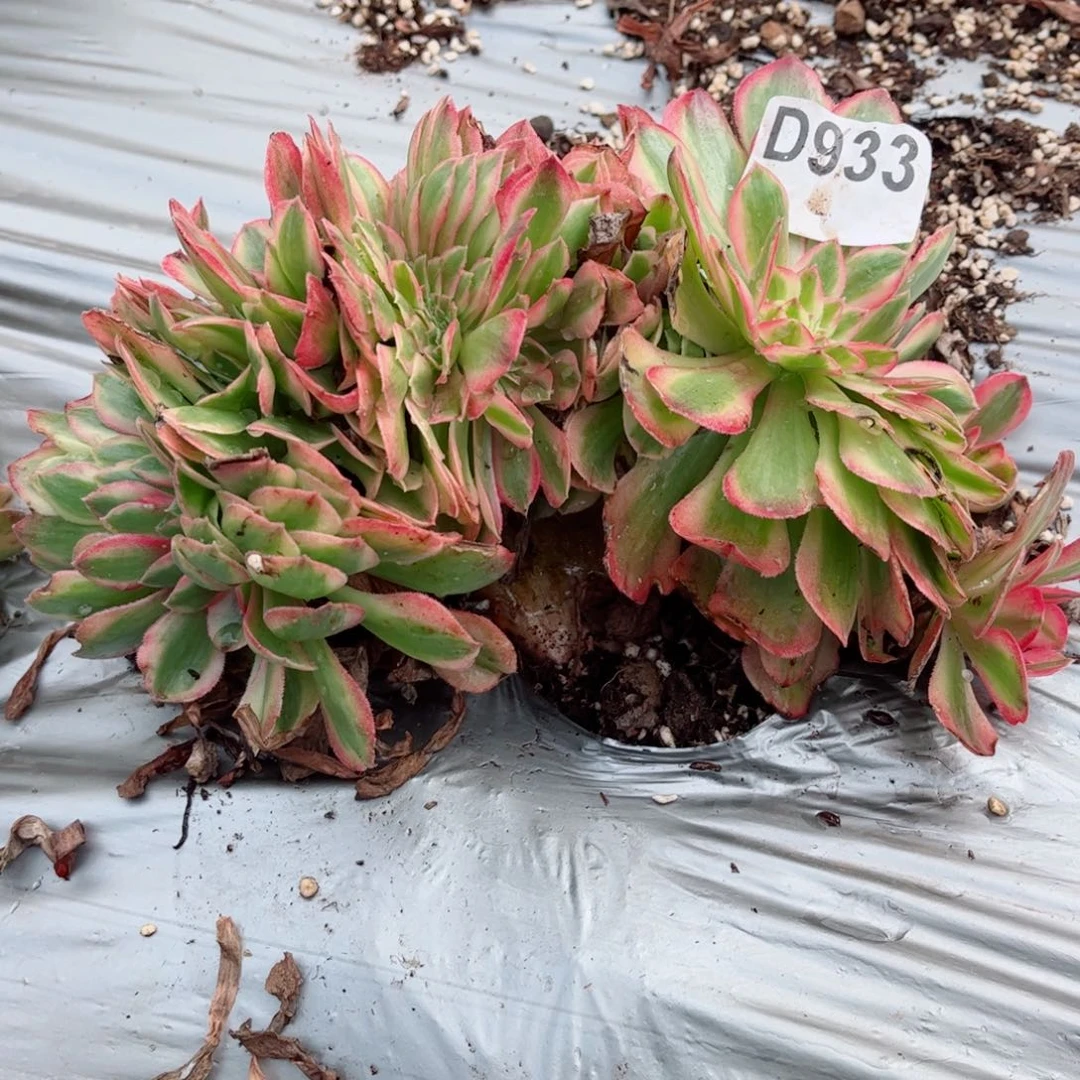 多肉植物933荔枝