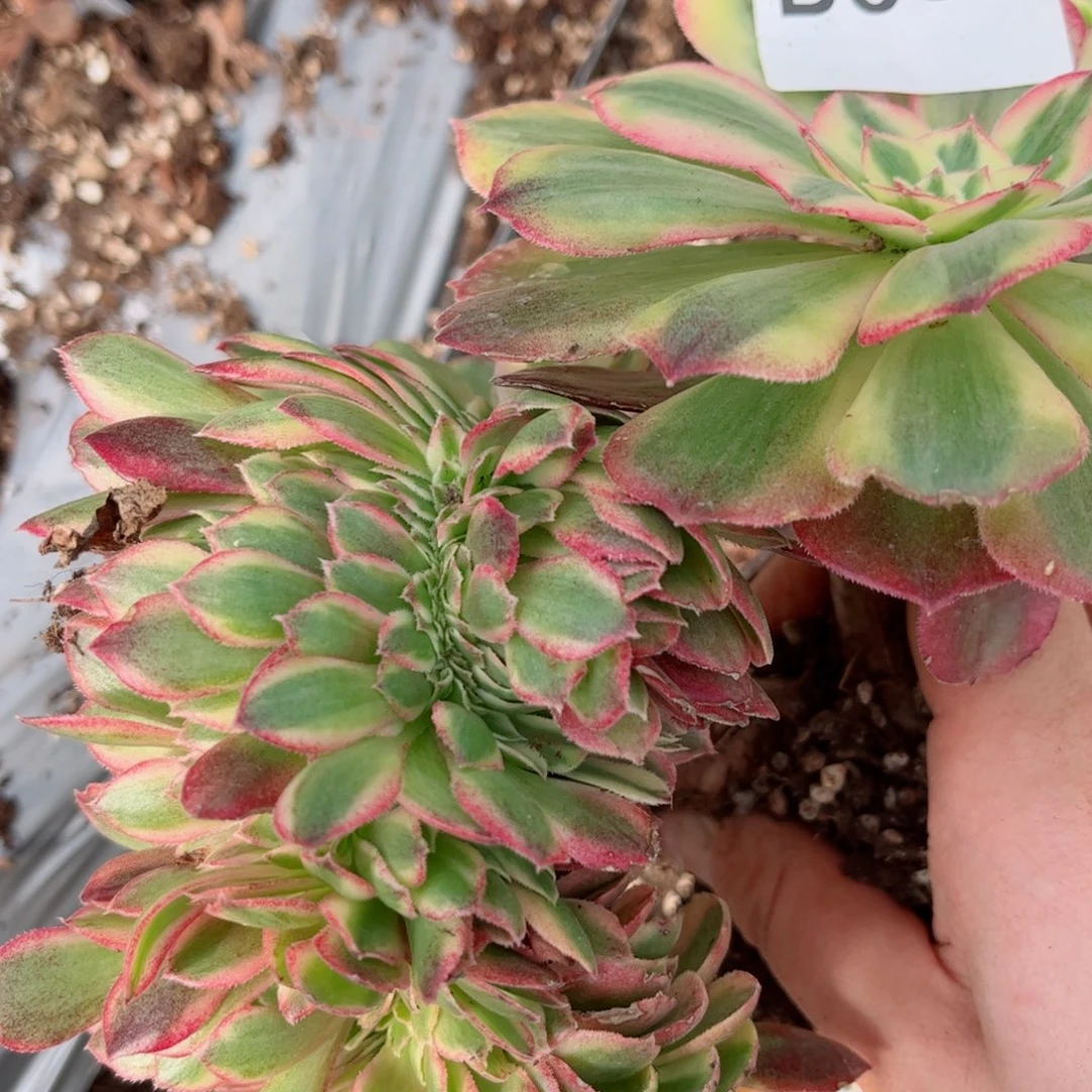 多肉植物634荔枝