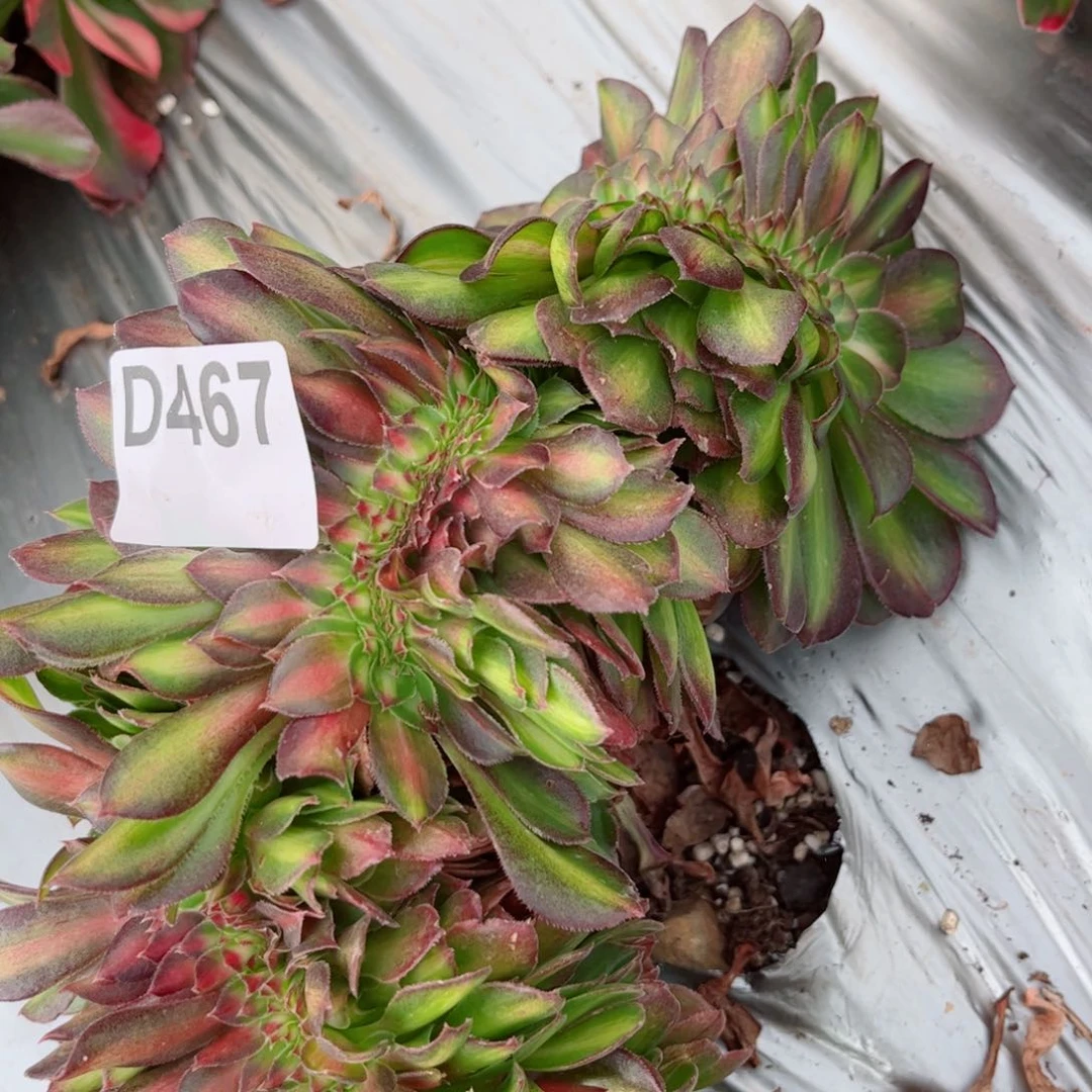 多肉植物467抹茶