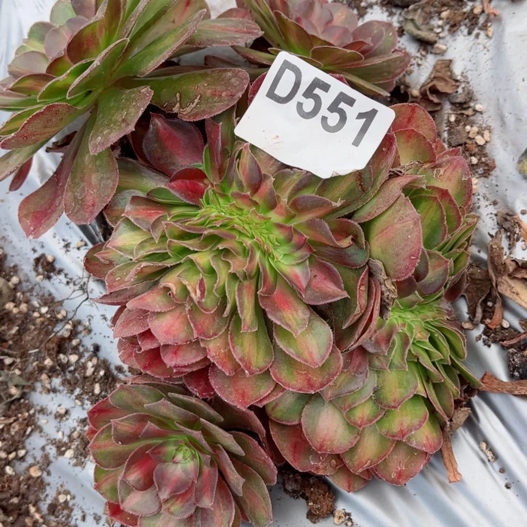 ?****?多肉植物551抹茶
