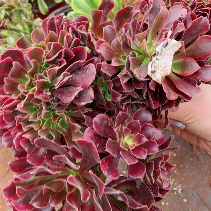 多肉植物198美杜莎