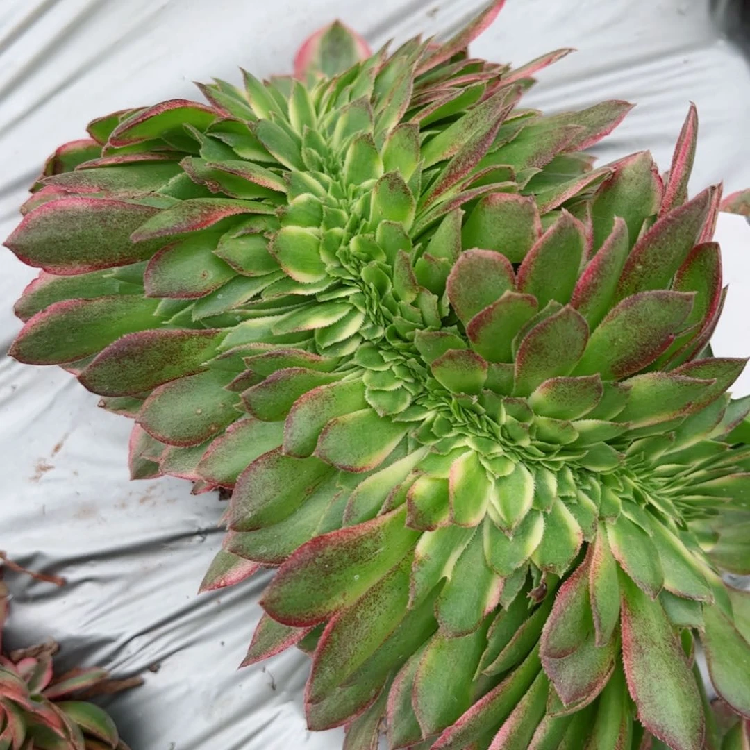 多肉植物441海王