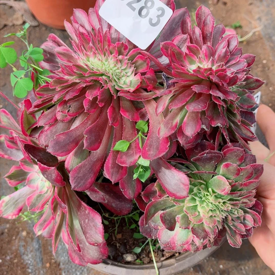 多肉植物283铜壶