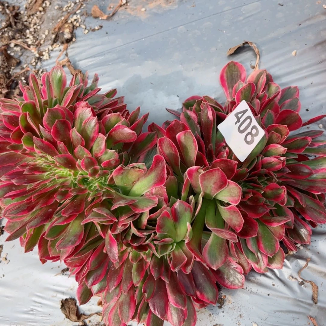 多肉植物408女郎