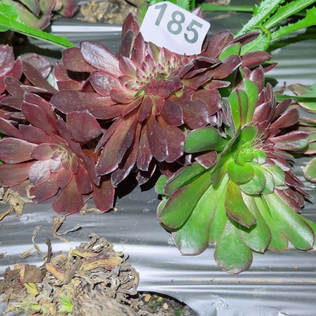 多肉植物185黑寡妇