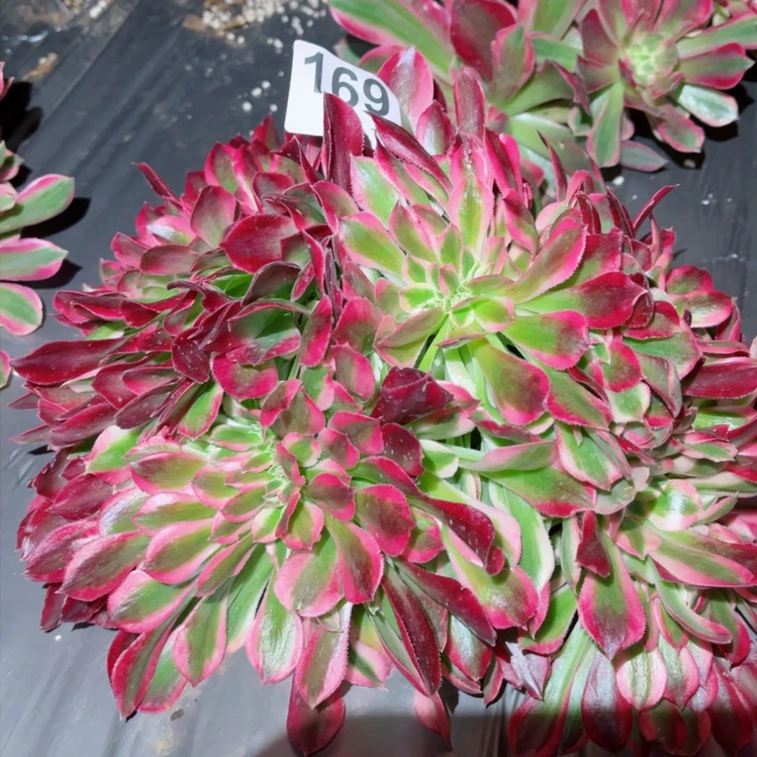 多肉植物169红袖