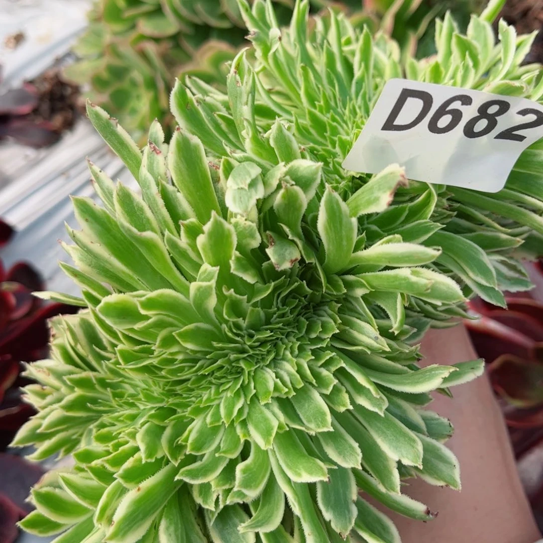 多肉植物682碧浪