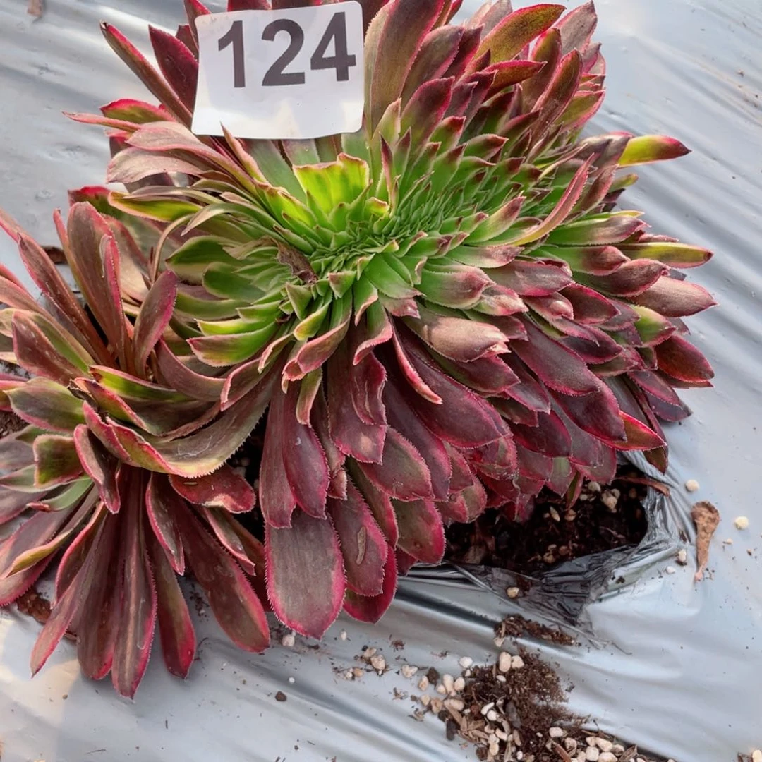 多肉植物124皱叶仙