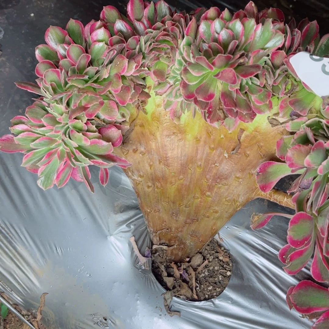 多肉植物353女郎