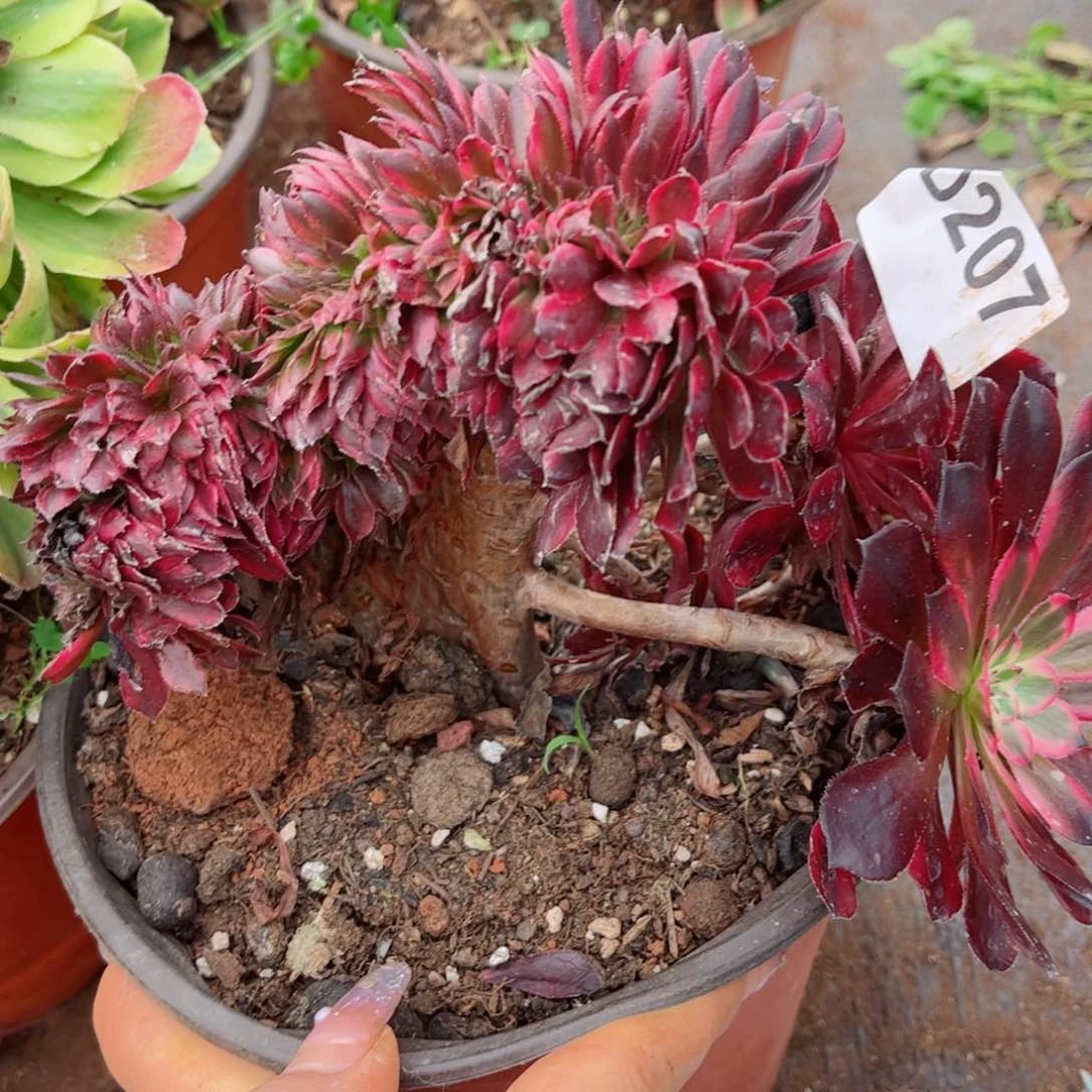 多肉植物207黑铜壶