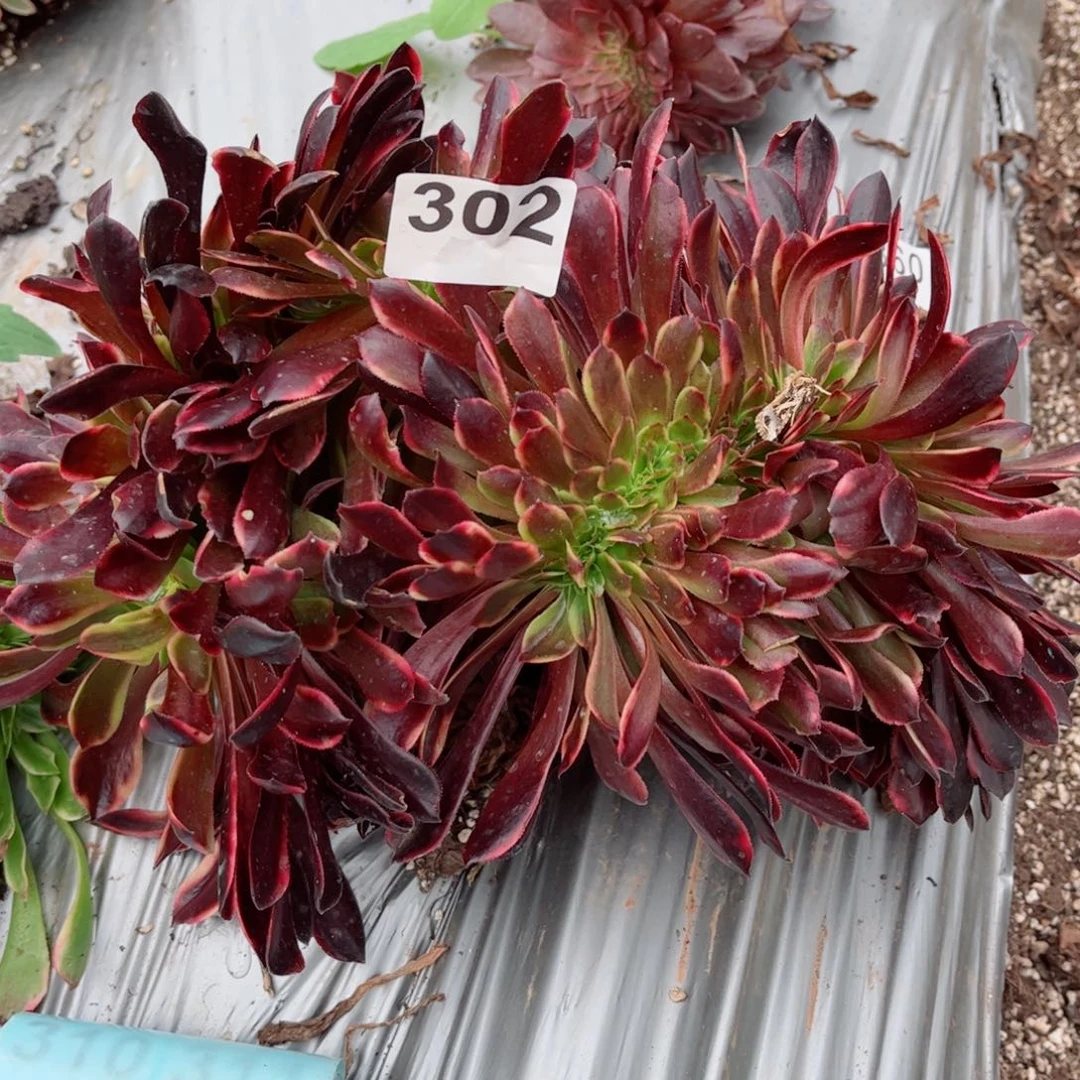 多肉植物302欧嘉莉