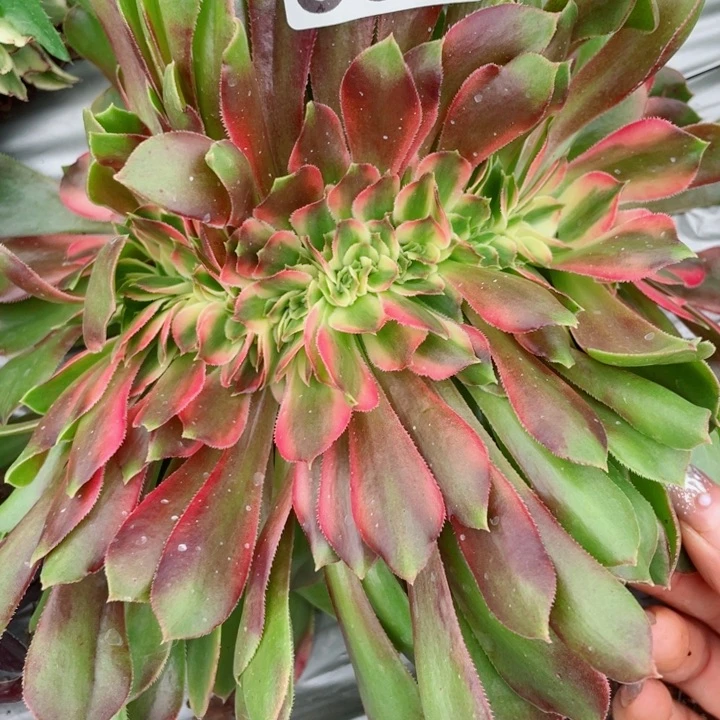 多肉植物066香妃