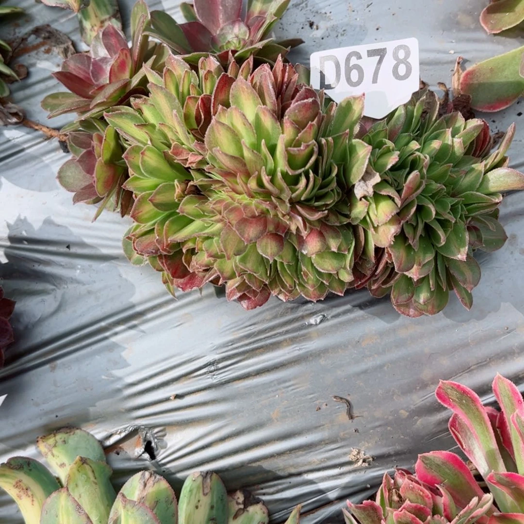 多肉植物678抹茶