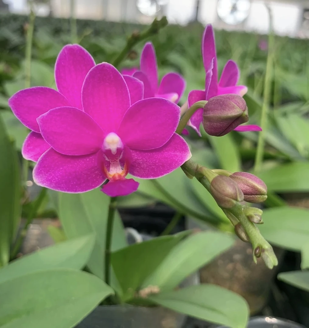 双苗【紫葡萄】2.0寸杯不带剑，蜡质花带香味，累计两单发货