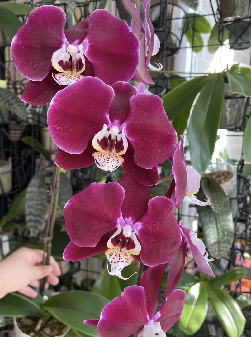 【幻影】2.8寸不带剑，丝绒质感大花型