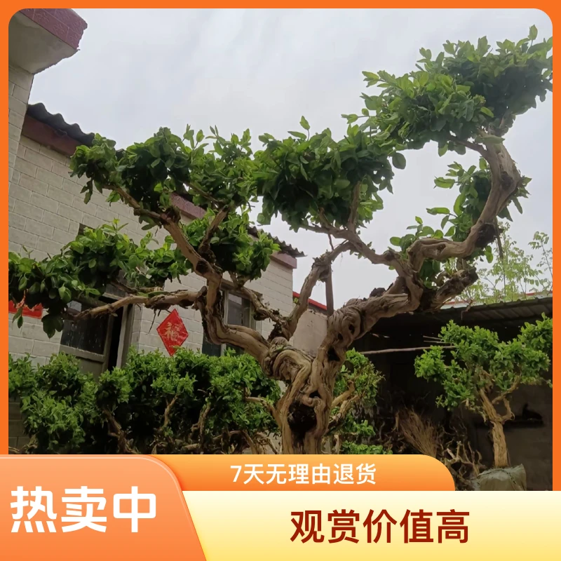 经典金银花老桩花卉多年生绿植金银花盆栽观赏花期长常绿