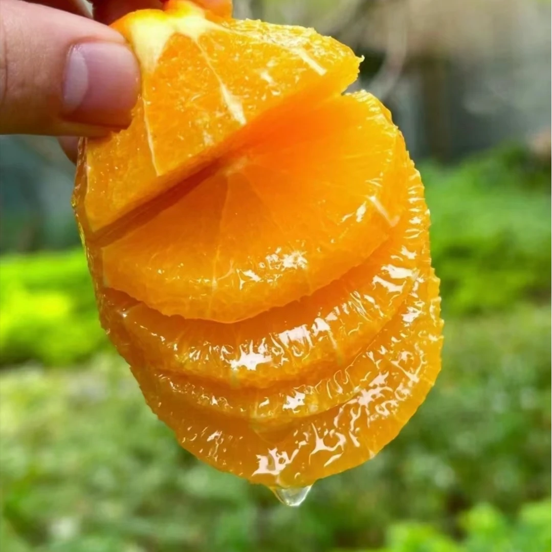 湖北秭归伦晚脐橙现摘现发应季新鲜春橙甜橙鲜香多汁