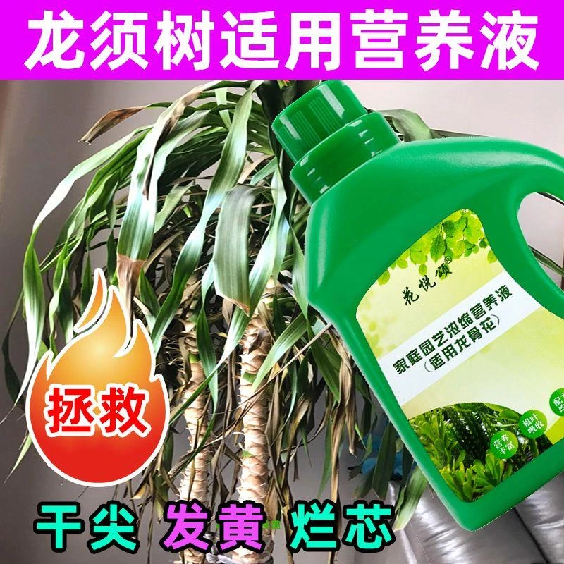 【拍一发三】龙须树营养液通用促生根黄叶急救室内盆栽绿植专用肥