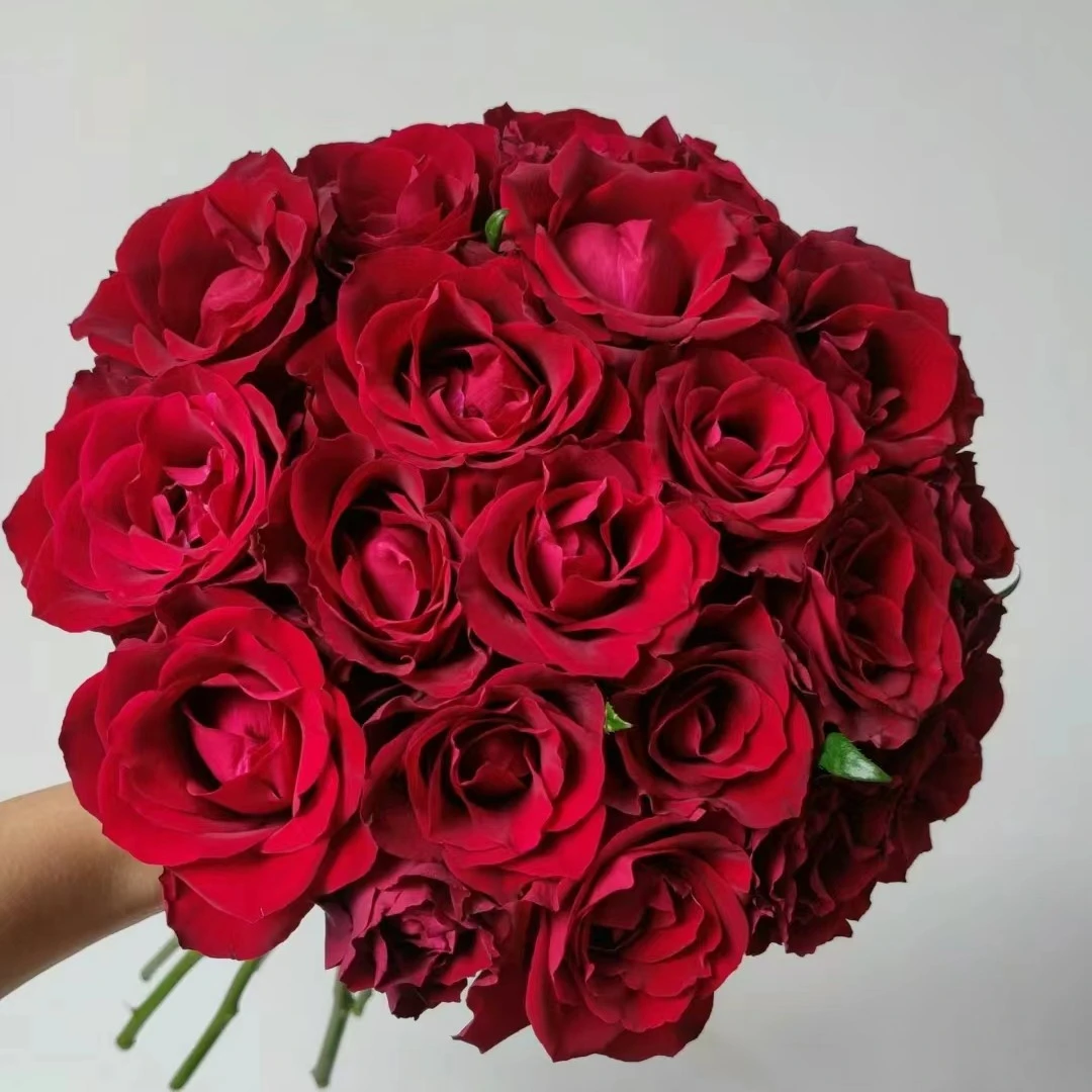 zb|新森林【传奇玫瑰】玫瑰鲜花云南直发直批