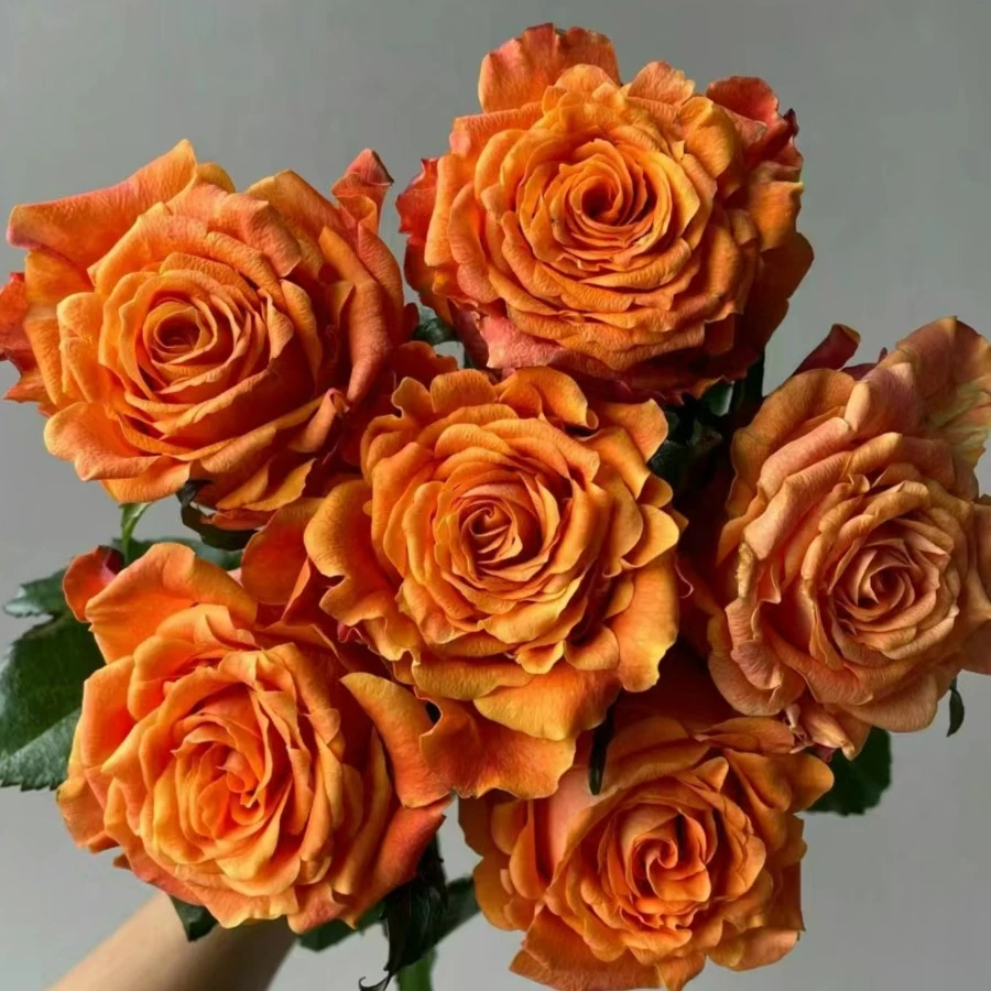 zb|新森林【巨蟹座玫瑰】（0度以下拍保温棉）玫瑰鲜花云南直发直批