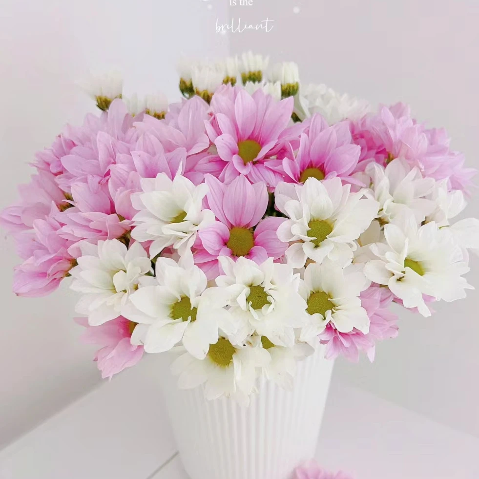 【小雏菊 三文鱼】云南鲜花基地直发【0度以下拍保温棉】