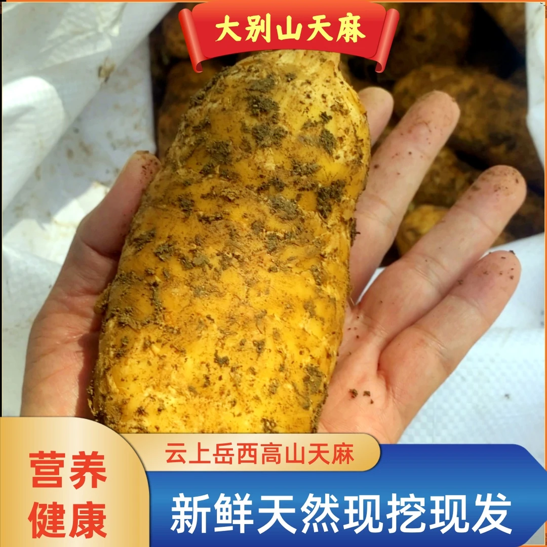 大别山土特产初级农产品新鲜麻个麻根散装称重竹根500g起正宗高山