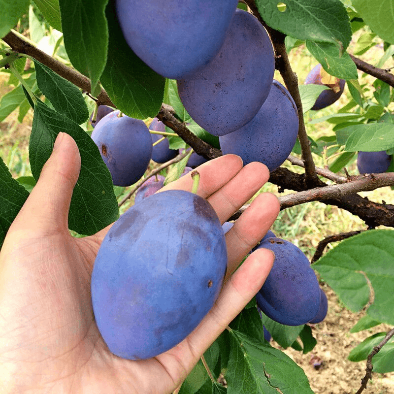 西梅皇后树苗 李子树苗果树苗嫁接李子苗当年结果南方北方种植
