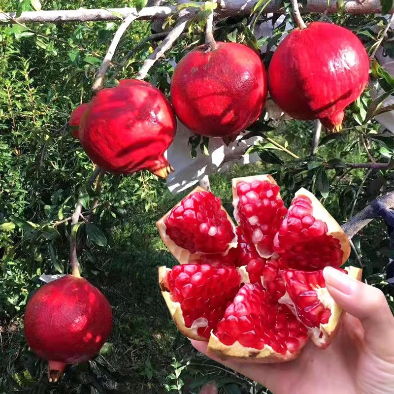 一物一拍  正宗各种水果树苗现挖成活土球发货精品