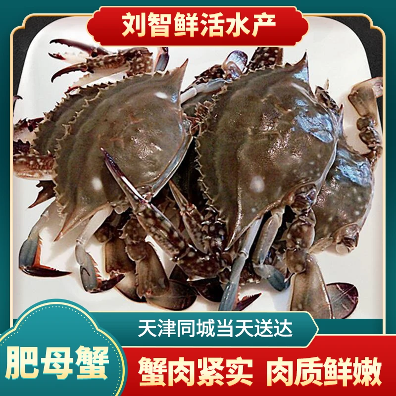【部分掉爪】肥母蟹（吃肉母蟹）不保活 海产 2斤起