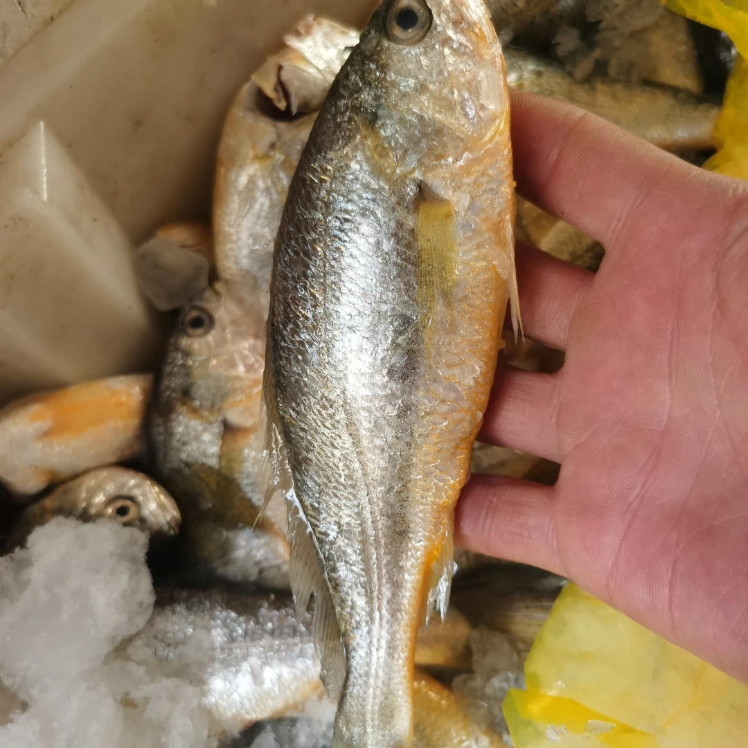云哥海鲜野生海捕大规格新鲜春黄小黄鱼 黄花鱼无冰衣速冻发货