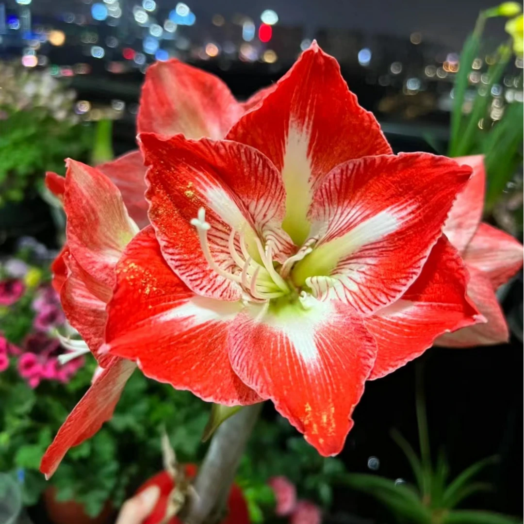 丑球秘鲁进口朱顶红 两颗米娜瓦8-9公分实际采收偏小1-3