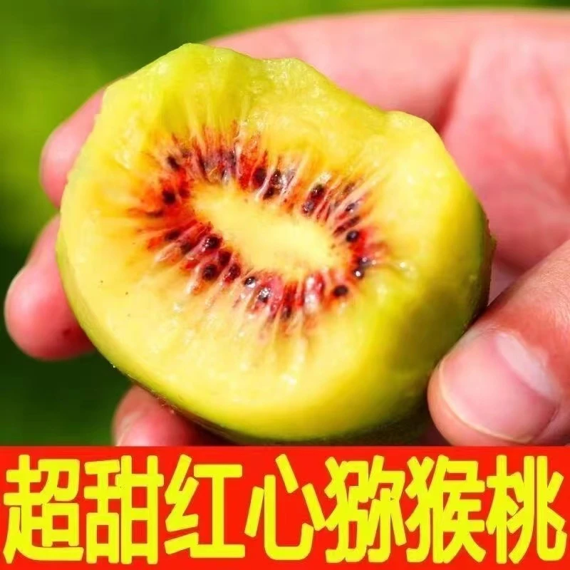 麻阳高山红云猕猴桃带箱5斤