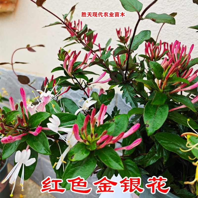 多彩爬藤红色金银花盆栽地栽泡茶南方北方栽培耐寒耐热木本多年生