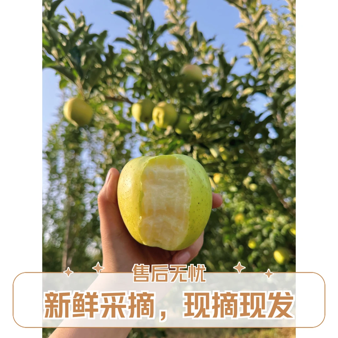 【精品礼盒京东包邮到家】2025头茬王林苹果原产地现摘现发纯甜无酸
