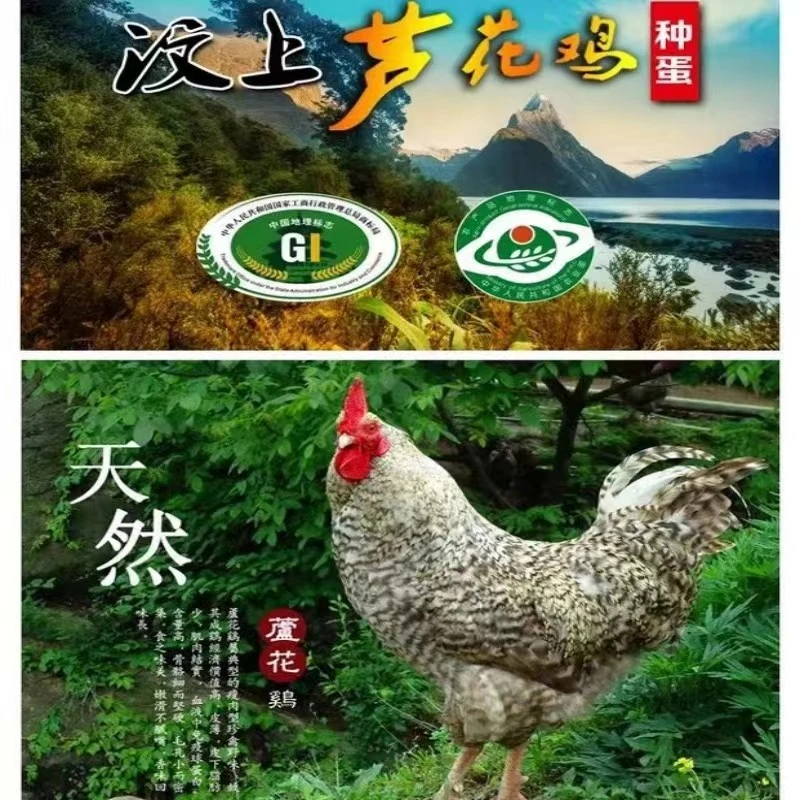 【春节送礼送福卡】散养汶上芦花鸡鸡蛋跑步农家新鲜现发认养土鸡