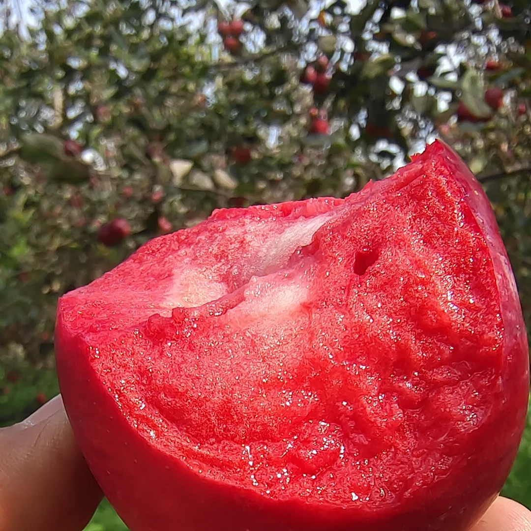 云南高原红肉苹果新鲜水果红心苹果花青素高孕妇儿童水果现摘现发