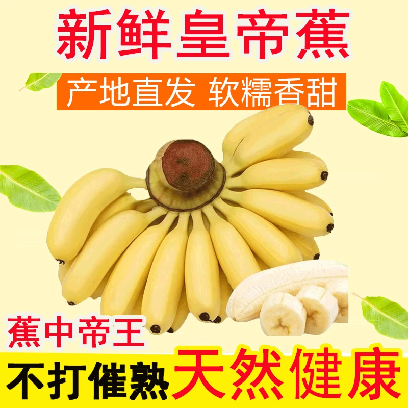 皇帝蕉新鲜采摘果肉芳香香蕉软糯香甜可口5斤香甜可口海南发货