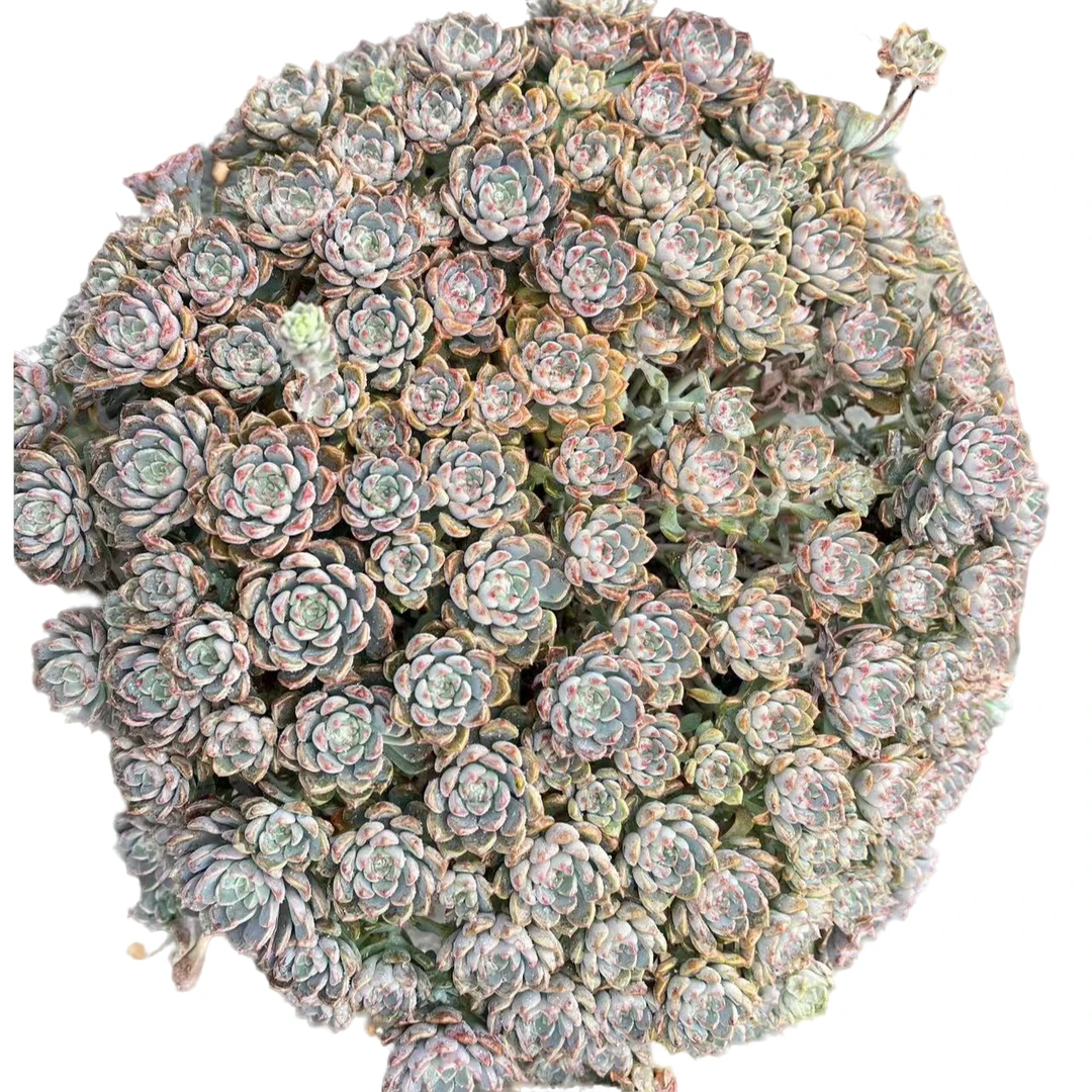 老王多肉【粉布偶】老桩精品多肉盆栽 盆景绿植