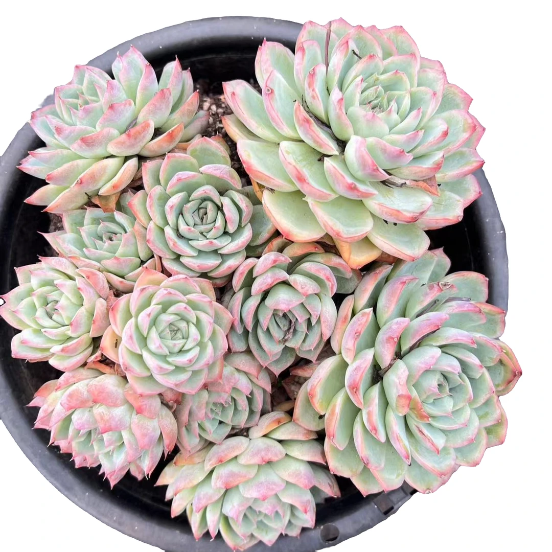 老王多肉【150#侧影】老桩精品造型造景手捧盆栽盆景多肉