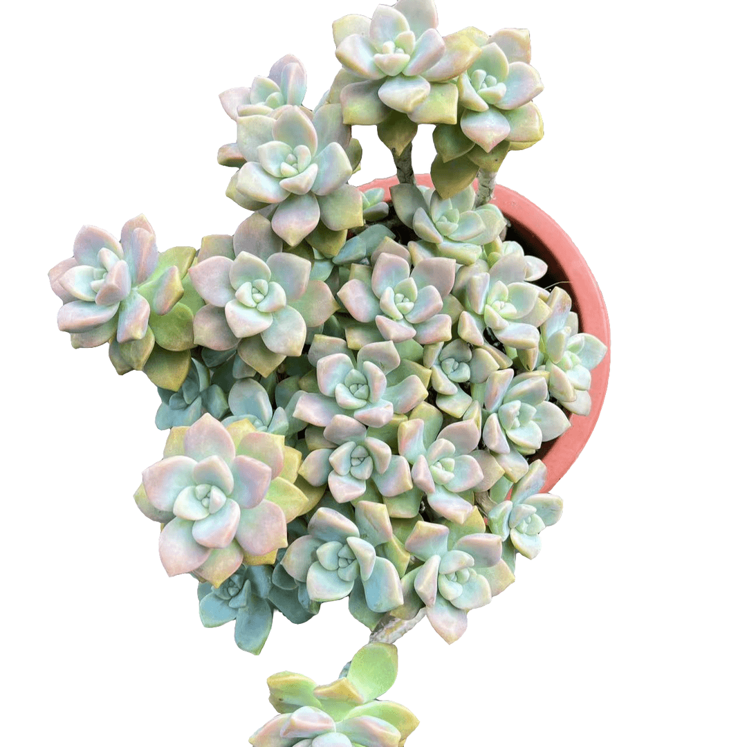 老王多肉【杏美人】老桩精品造型造景盆栽盆景多肉