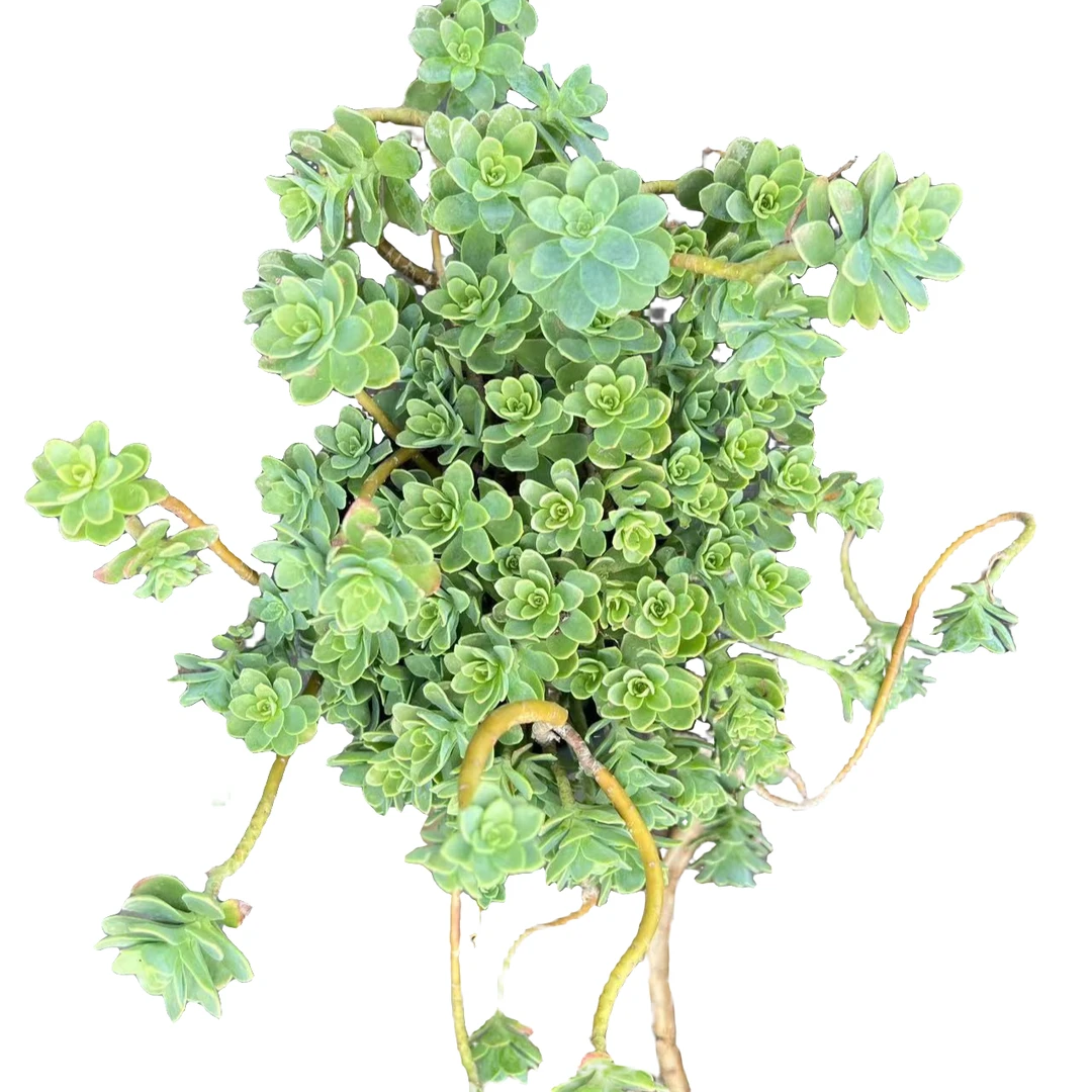 老王多肉【圆叶薄化妆】老桩精品造型造景飘枝盆栽盆景多肉