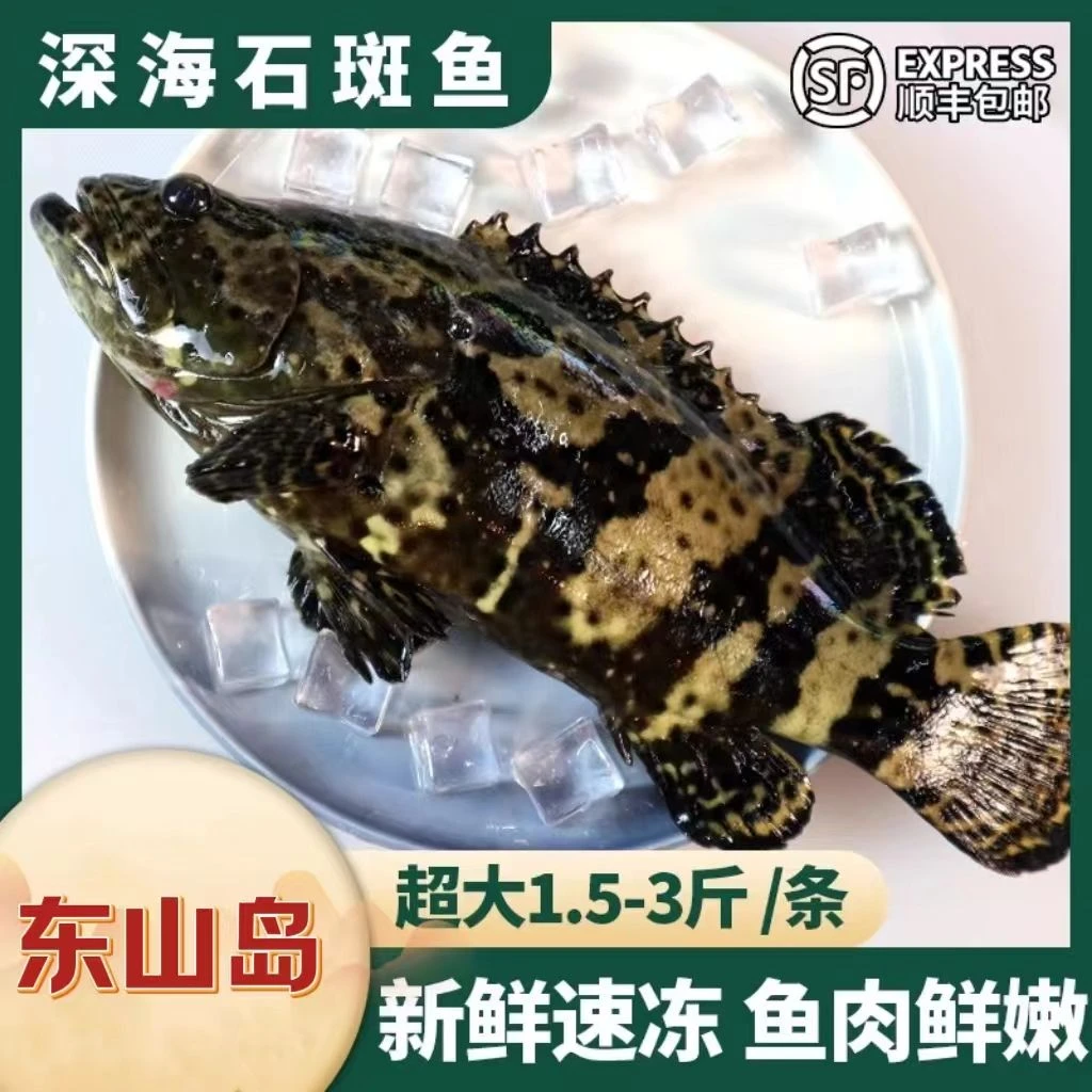 【顺丰空运】深海野生龙胆石斑鱼鲜活冷冻3-8斤装肉质鲜美