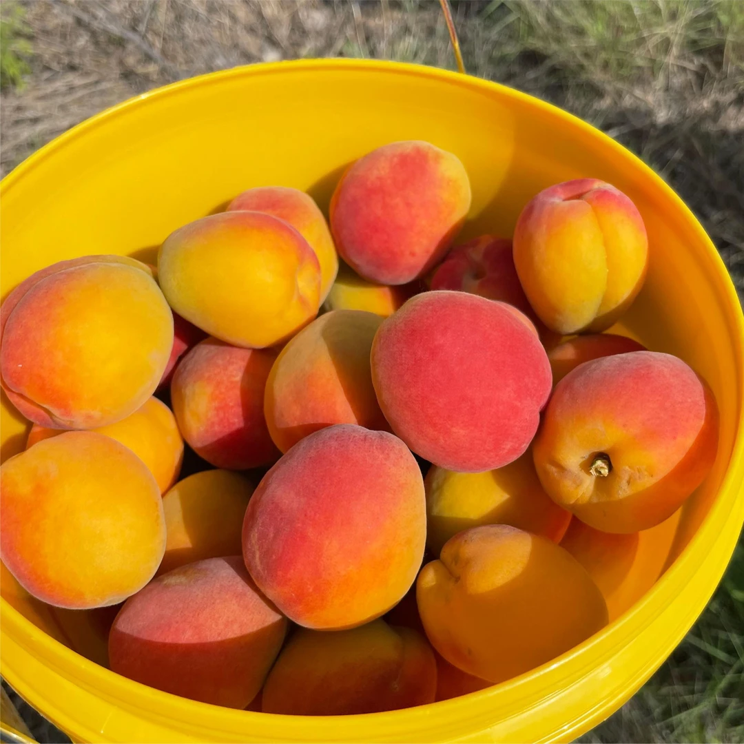 串枝红杏5斤 宏巍农业精选红杏