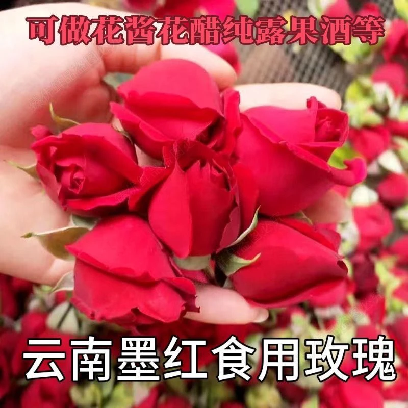 新鲜墨红玫瑰花苞云南新鲜可食用玫瑰花可做酱醋酵素基地直发包邮