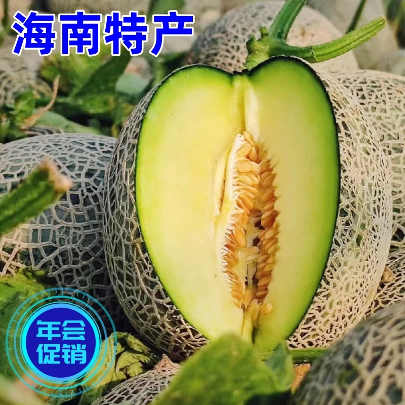 【海南精选】海南网纹瓜玫珑瓜新鲜当季现摘包邮日种哈密瓜发货肉 3