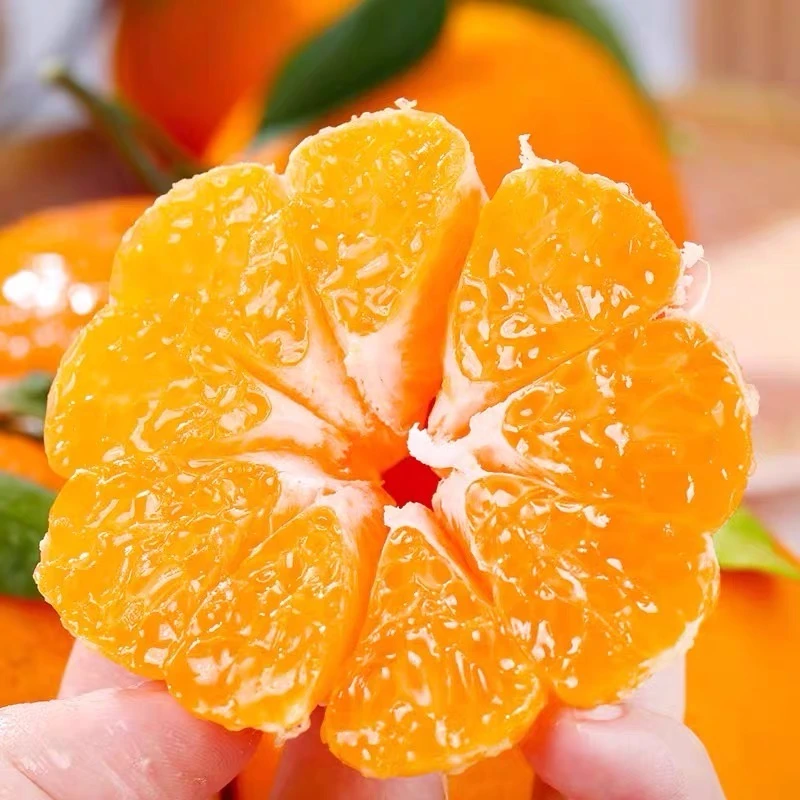 正宗四川春见耙耙柑新鲜爽口多汁皮薄果园现摘发货坏果包赔3-8 斤